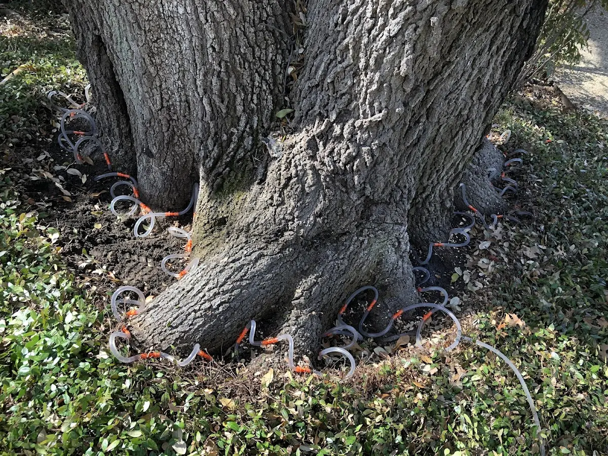 Detailed Tree Cabling and Bracing job site in Malden Bridge