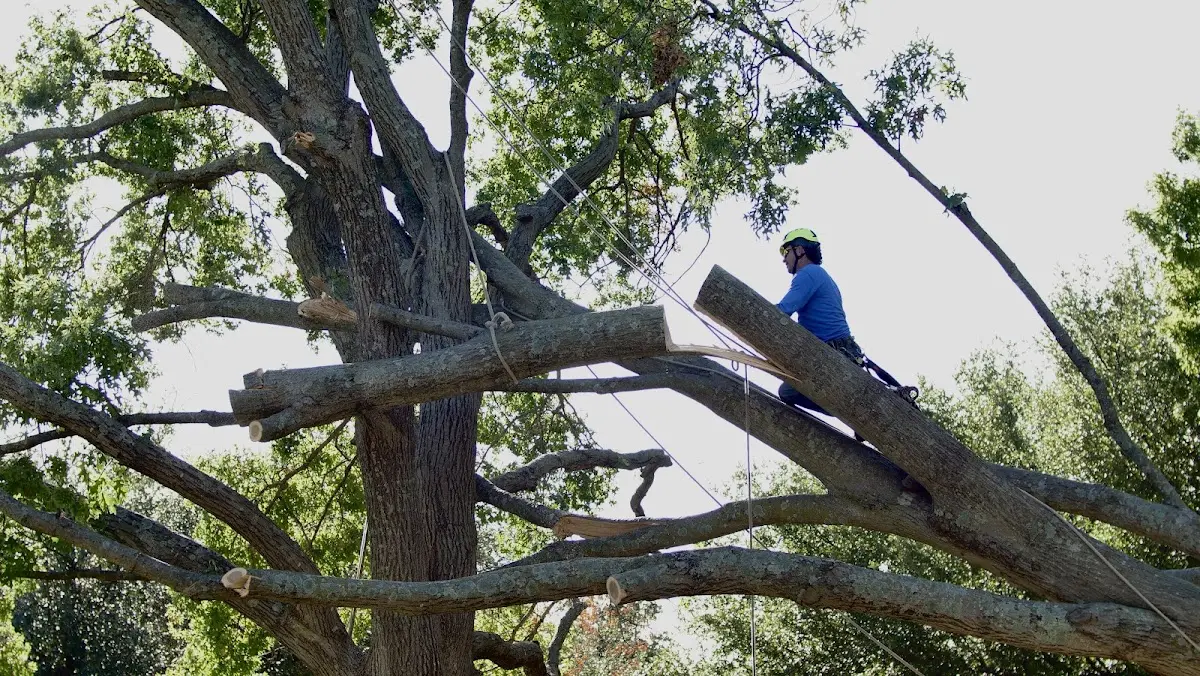 Professional Crown Thinning performed by certified arborists in Malden Bridge