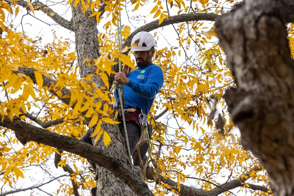 Skilled Tree Planing crew working in Malden Bridge